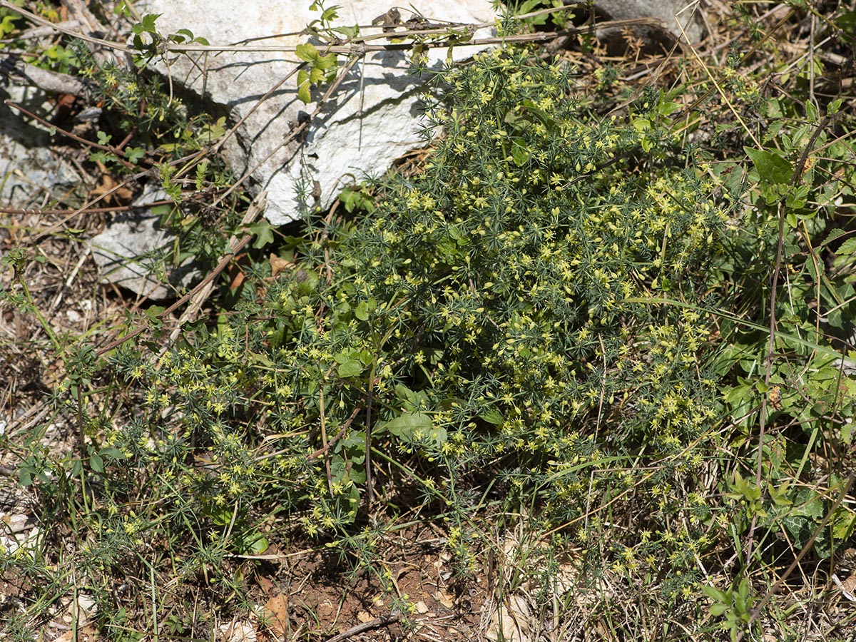 Asparagus acutifolius